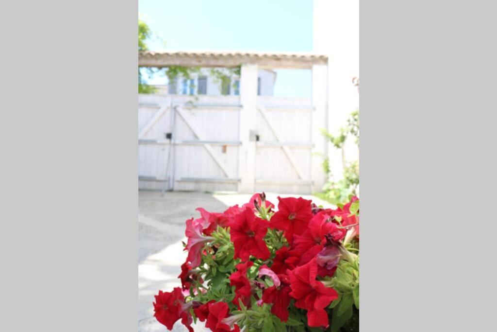 Ferienwohnung Beau T3 *** Pour 2 A 4 Pers Avec Patio Privatif La Couarde-sur-Mer Exterior foto